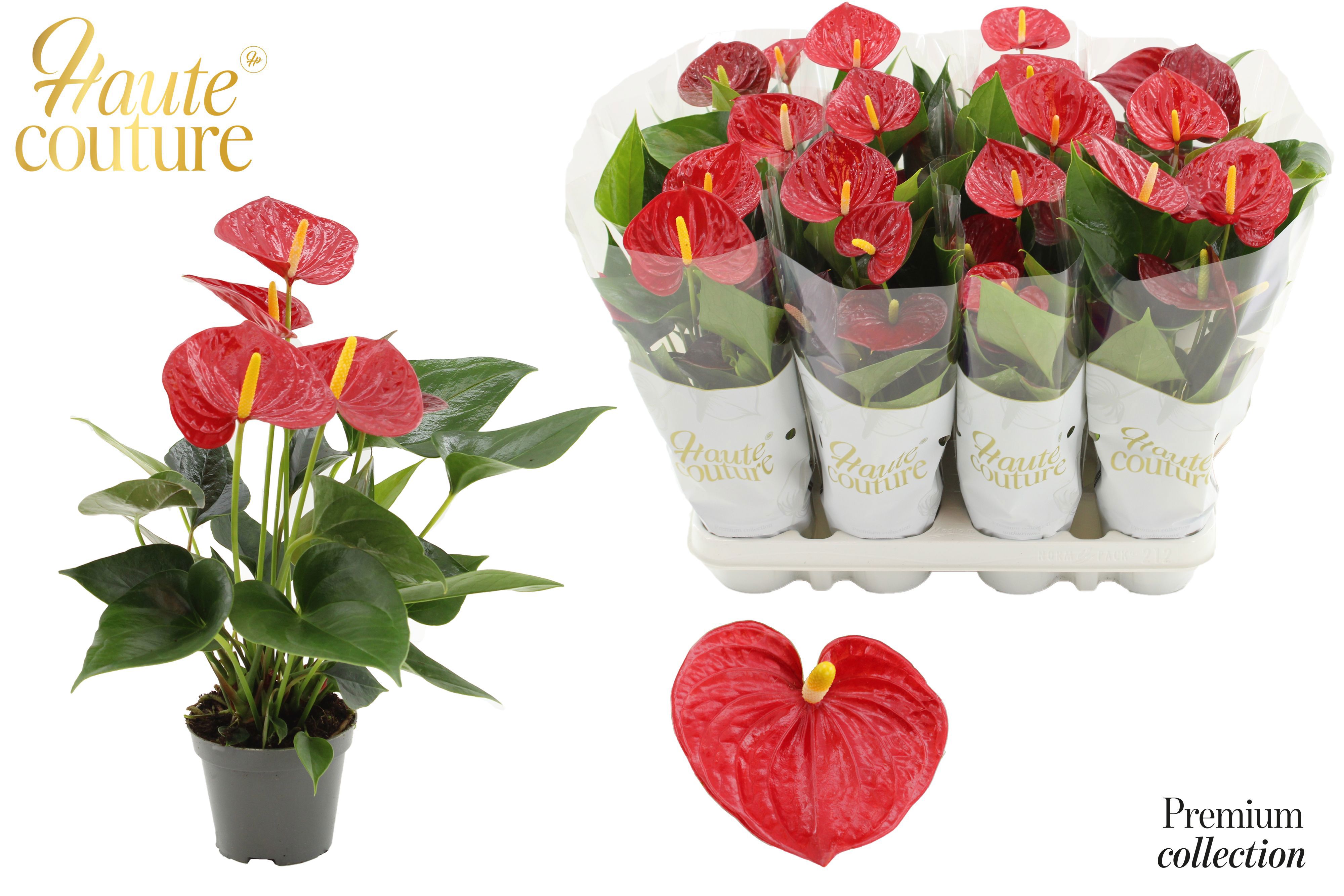 Горшечные цветы и растения оптом Anthurium 9 Cm Diamond Red In Haute Couture Sleeve от 12шт (для телеги) из Голландии с доставкой по России