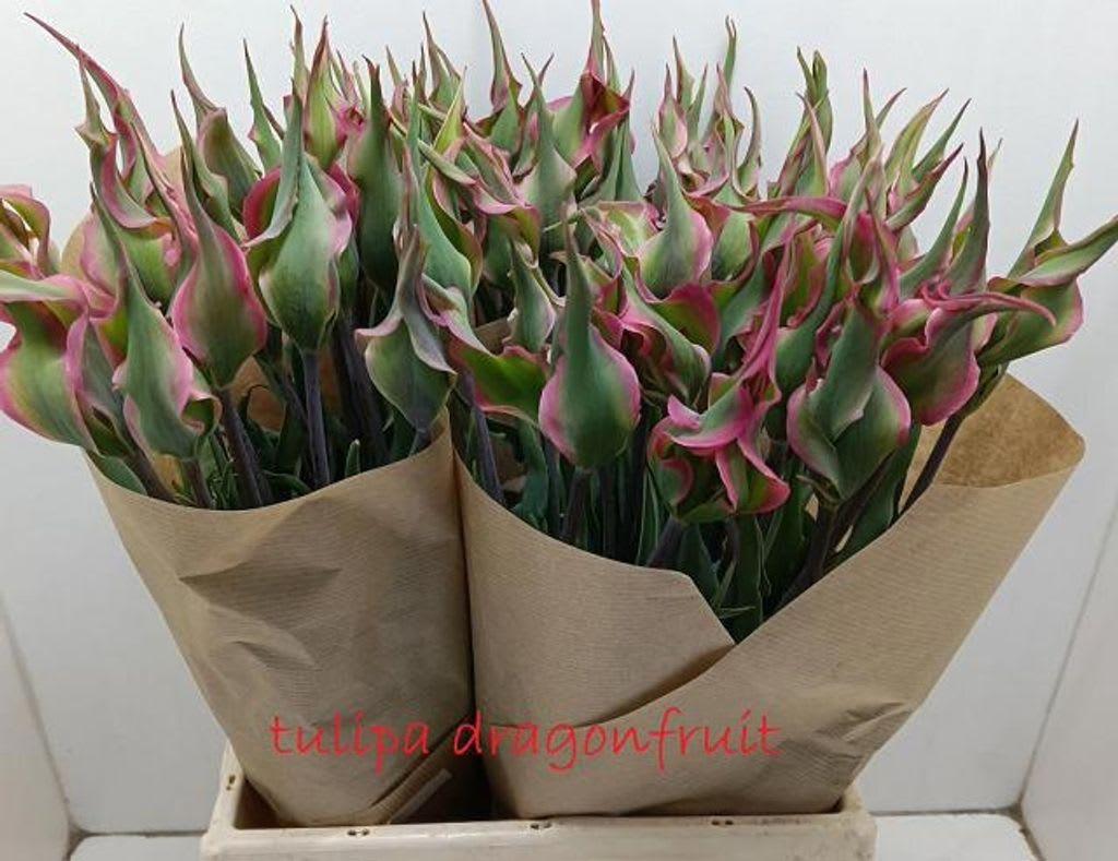 Срезанные цветы оптом Clusiana dragonfruit от 60шт из Голландии с доставкой по России