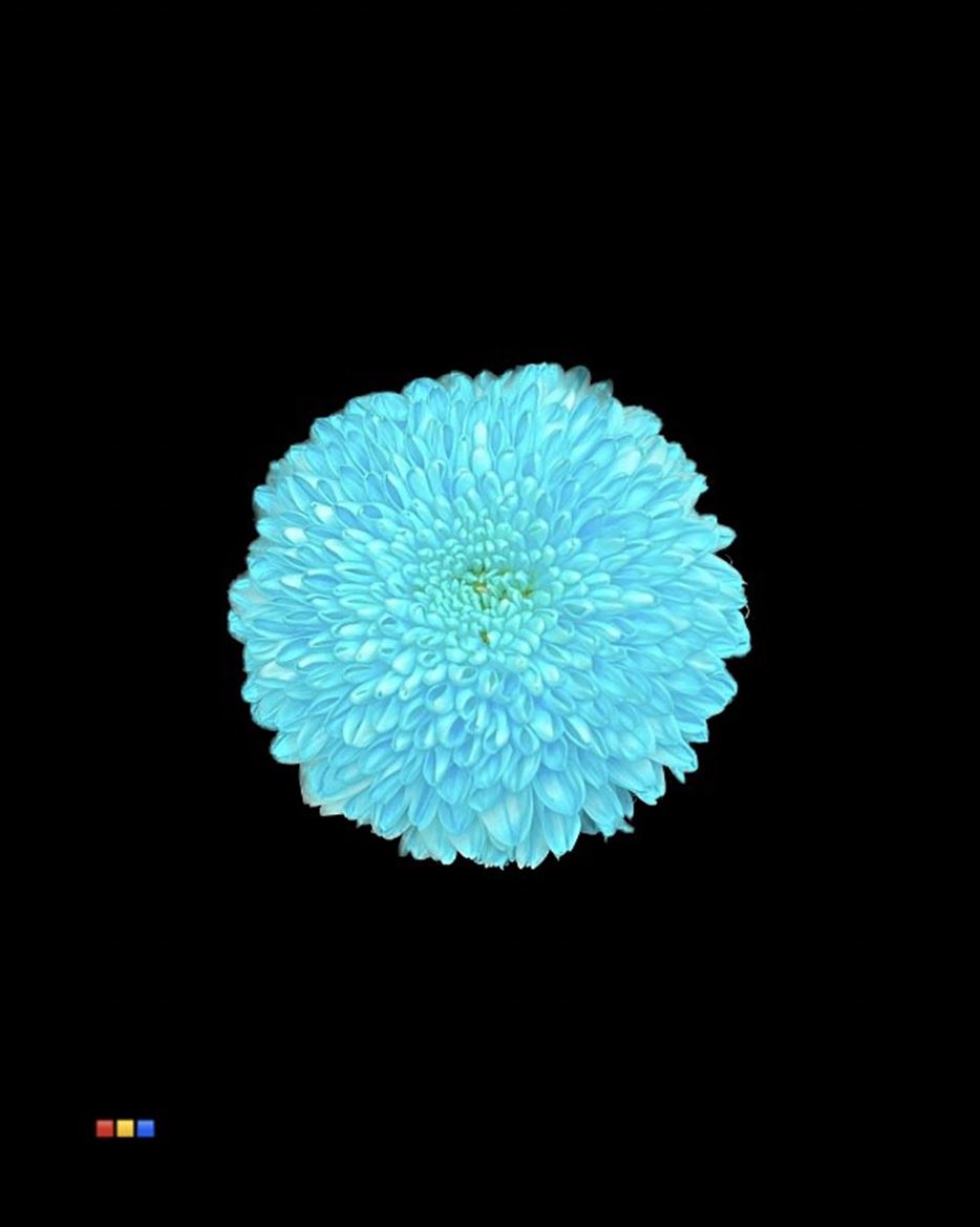 Срезанные цветы оптом Chrys bl paint superbowl pastel blue от 40шт из Голландии с доставкой по России