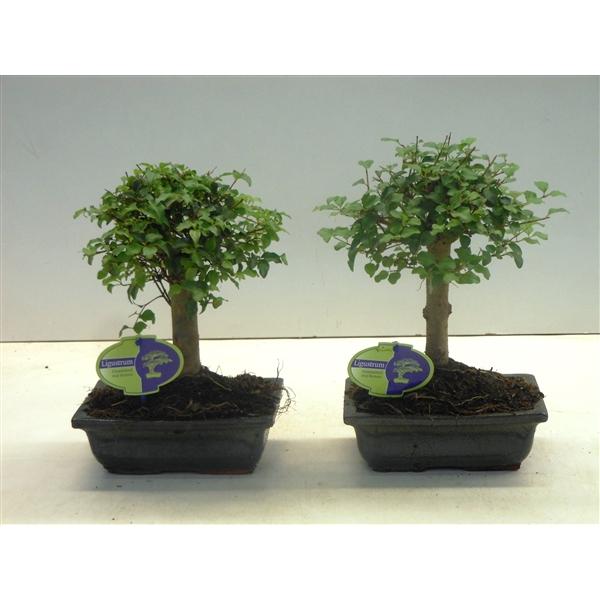 Горшечные цветы и растения оптом Bonsai Ligustrum Sinensis, 20cm., Broom, Without D от 7шт из Голландии с доставкой по России