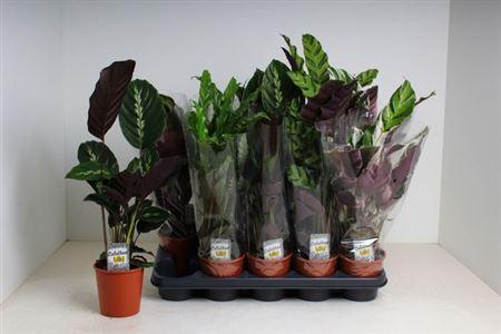 Горшечные цветы и растения оптом Calat Gem 5 Srt от 10шт из Голландии с доставкой по России