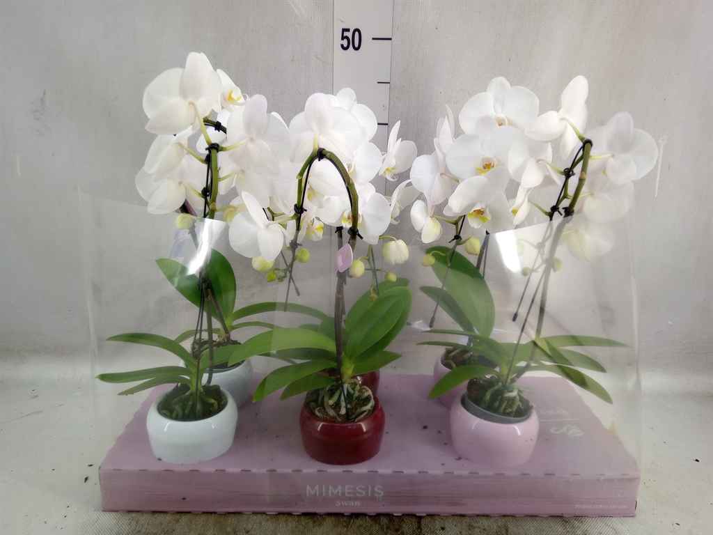 Горшечные цветы и растения оптом Phalaenopsis   ...white от 6шт из Голландии с доставкой по России