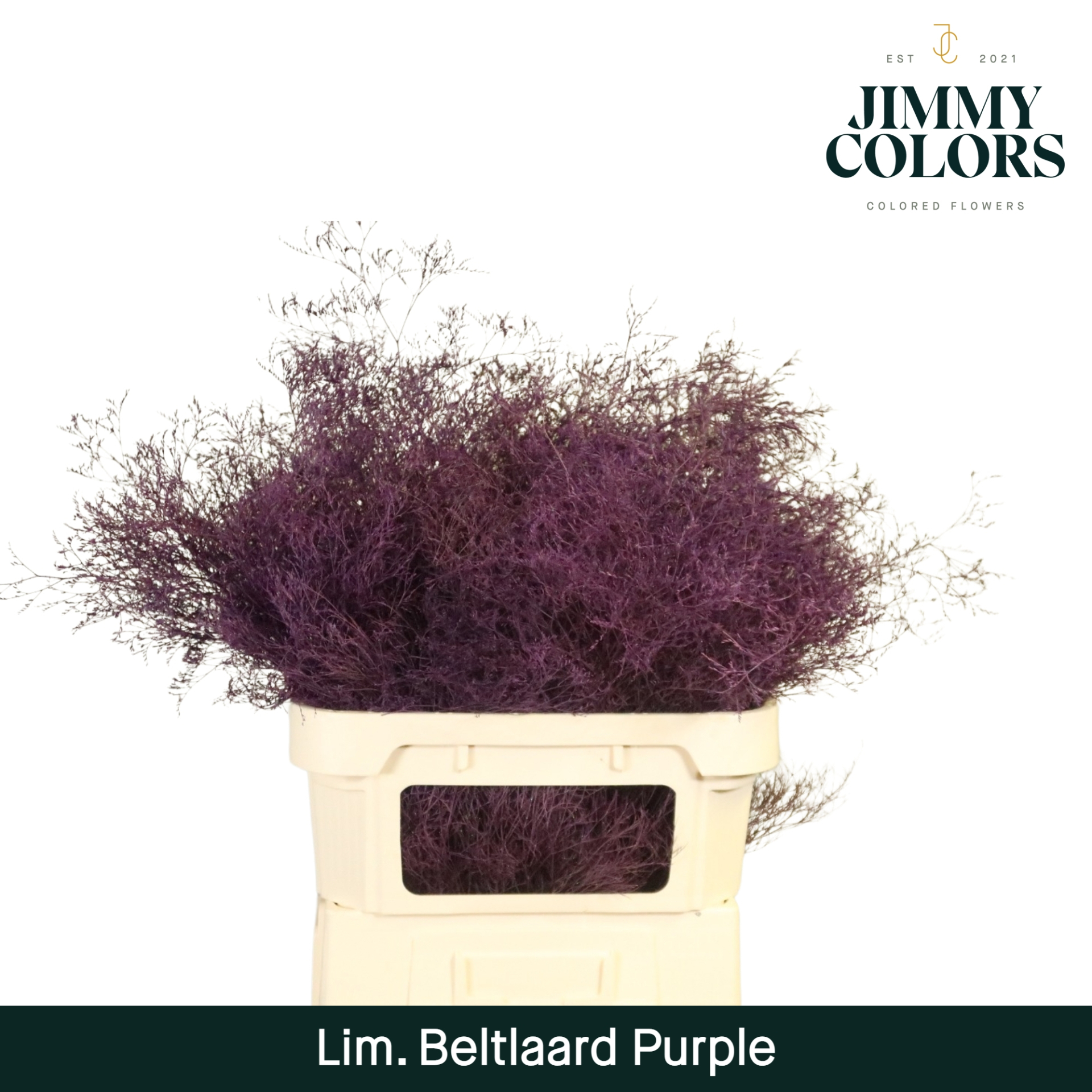 Срезанные цветы оптом Limonium beltlaard paint purple от 25шт. из Голландии с доставкой по России