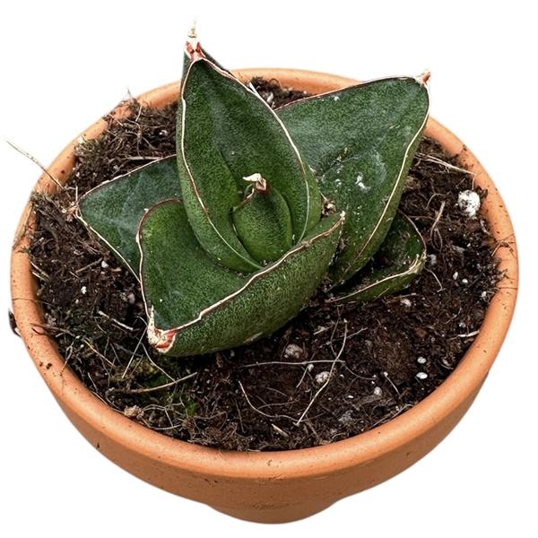 Горшечные цветы и растения оптом Sansevieria Opera House от 1шт (для телеги) из Голландии с доставкой по России