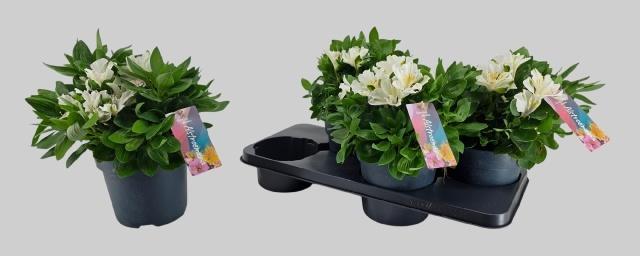 Горшечные цветы и растения оптом Alst Inti Mag White от 4шт из Голландии с доставкой по России