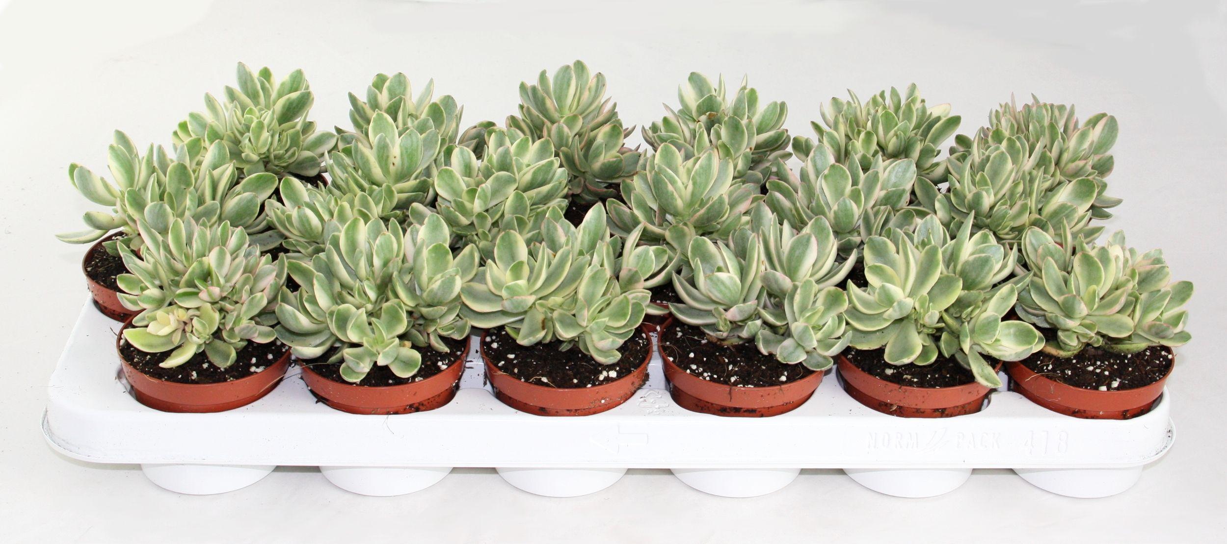 Горшечные цветы и растения оптом Crassula Moneymaker Varigata от 12шт (для телеги) из Голландии с доставкой по России