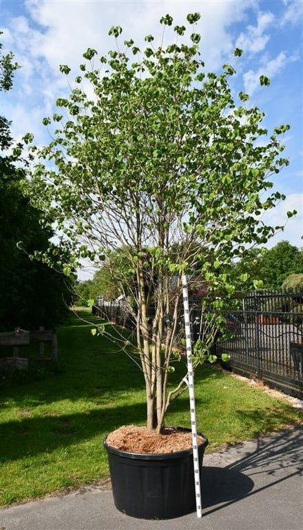 Горшечные цветы и растения оптом Cornus Florida от 1шт из Голландии с доставкой по России