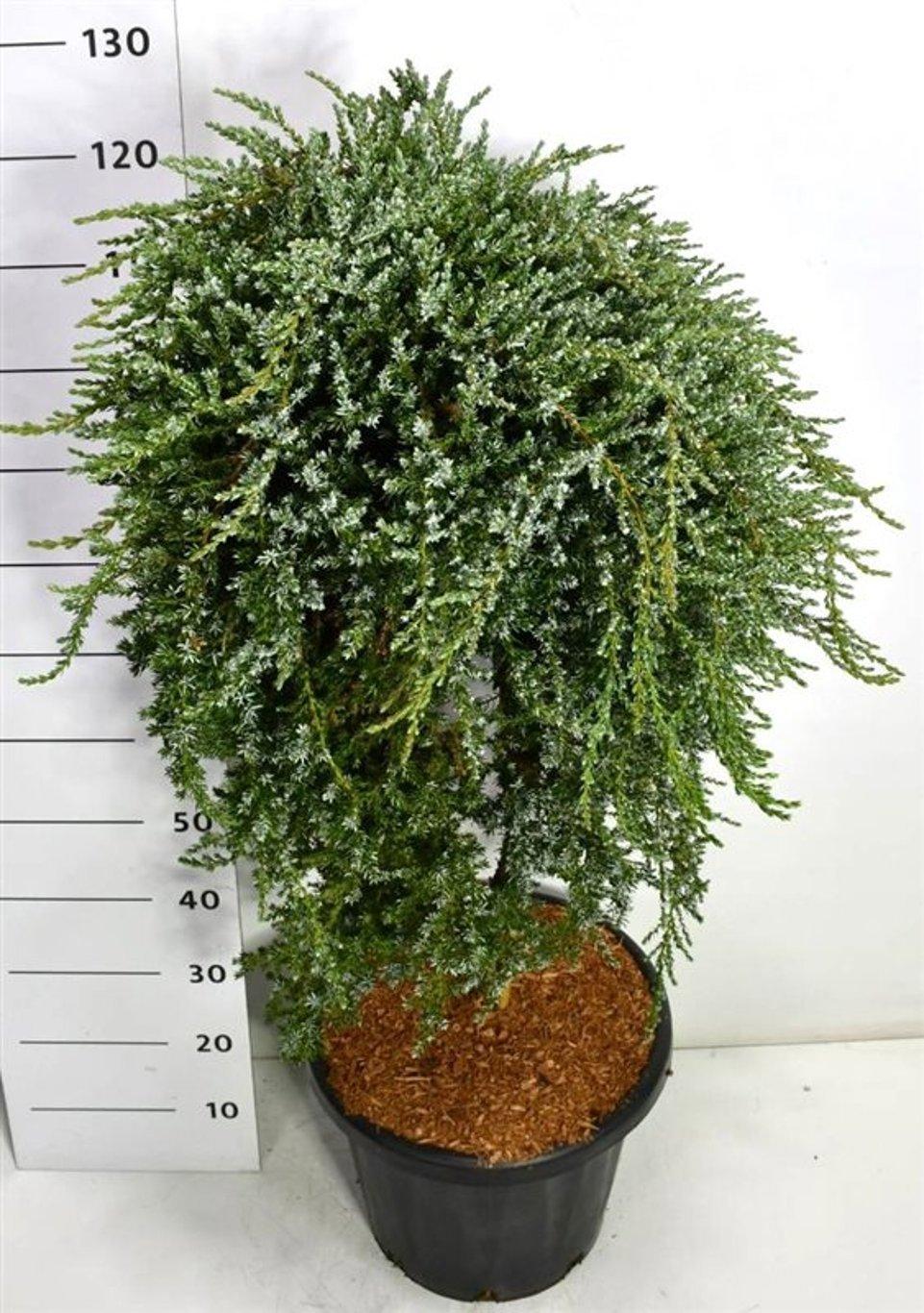 Горшечные цветы и растения оптом Juniperus Comm Saxatilis от 1шт из Голландии с доставкой по России