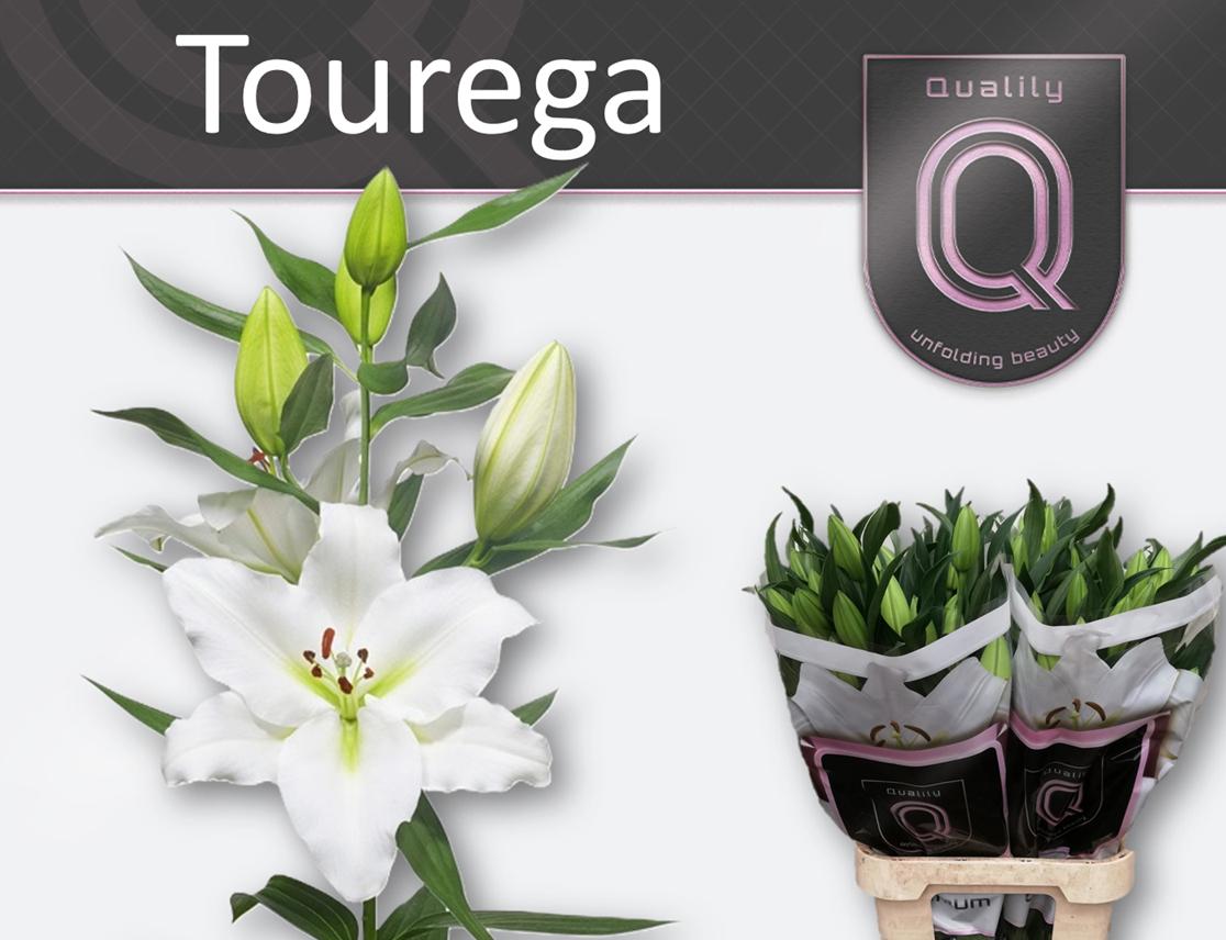 Срезанные цветы оптом Lilium or tourega от 40шт из Голландии с доставкой по России