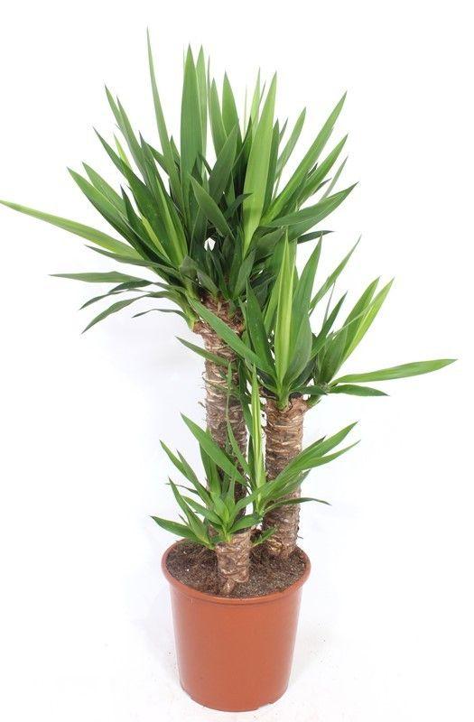 Горшечные цветы и растения оптом Yucca 60-40-20 от 1шт из Голландии с доставкой по России