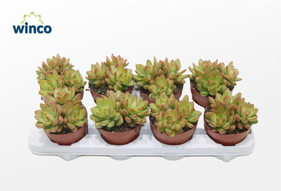 Горшечные цветы и растения оптом Sedum Overig от 6шт из Голландии с доставкой по России