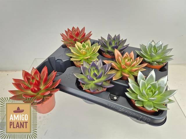 Горшечные цветы и растения оптом Echev Miranda от 8шт (для телеги) из Голландии с доставкой по России