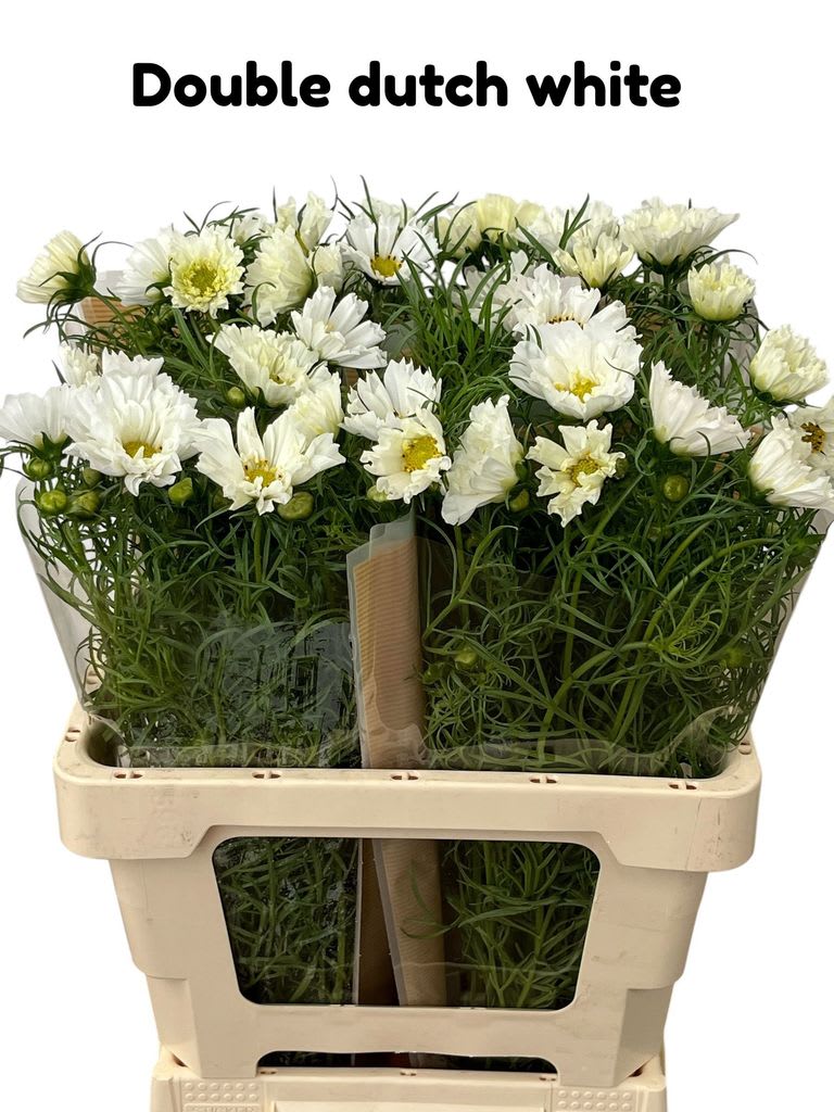 Срезанные цветы оптом Cosmos bipinnatus double dutch white от 40шт из Голландии с доставкой по России