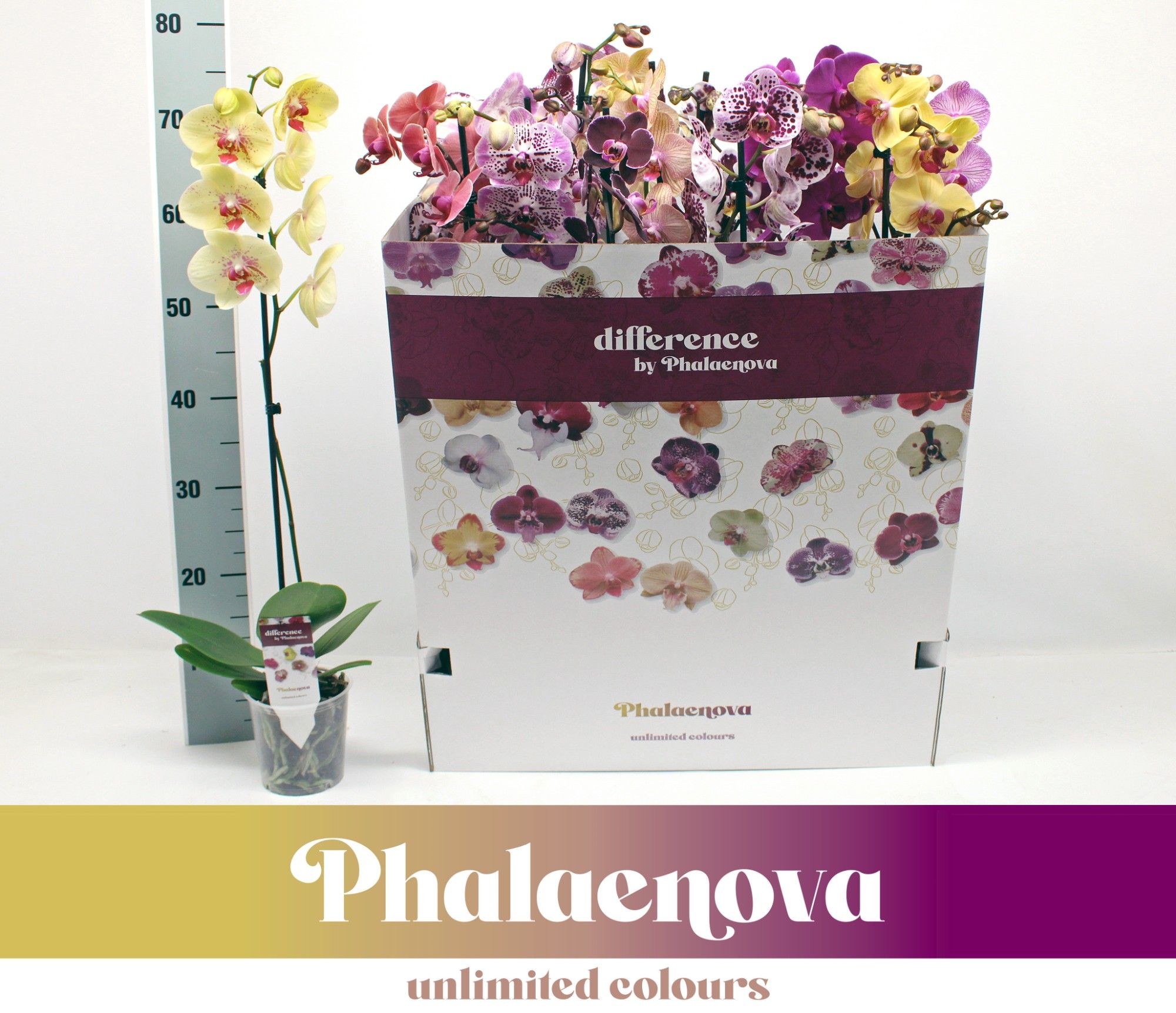 Горшечные цветы и растения оптом Phal 1st Mix 9+ (phalaenova) от 12шт из Голландии с доставкой по России