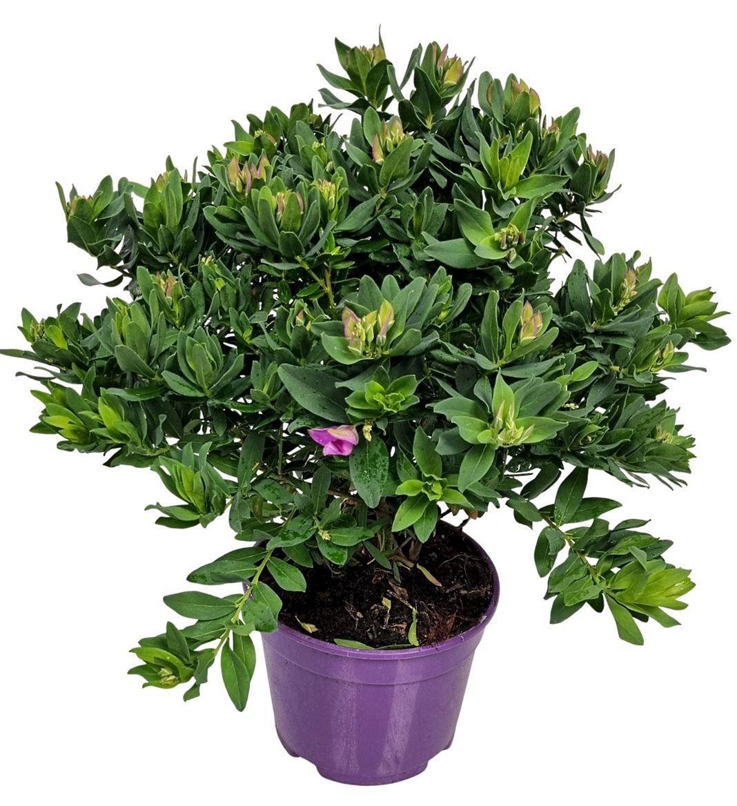 Горшечные цветы и растения оптом Polyga Myrtifolia от 3шт из Голландии с доставкой по России
