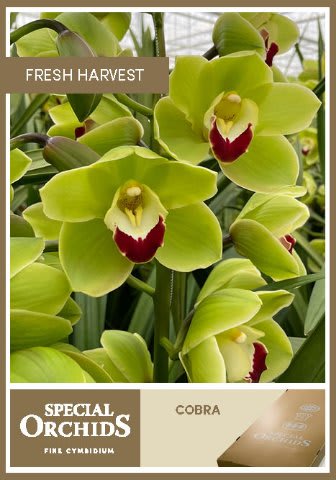 Срезанные цветы оптом Cymbidium green cobra от 12шт. из Голландии с доставкой по России