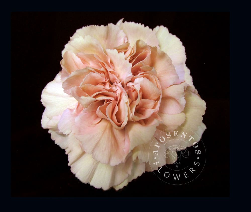 Срезанные цветы оптом Dianthus st creola от 80шт из Голландии с доставкой по России