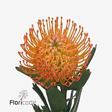 Срезанные цветы оптом Nutans ayoba sun от 20шт из Голландии с доставкой по России Срезанные цветы оптом Nutans ayoba sun от 20шт из Голландии с доставкой по России