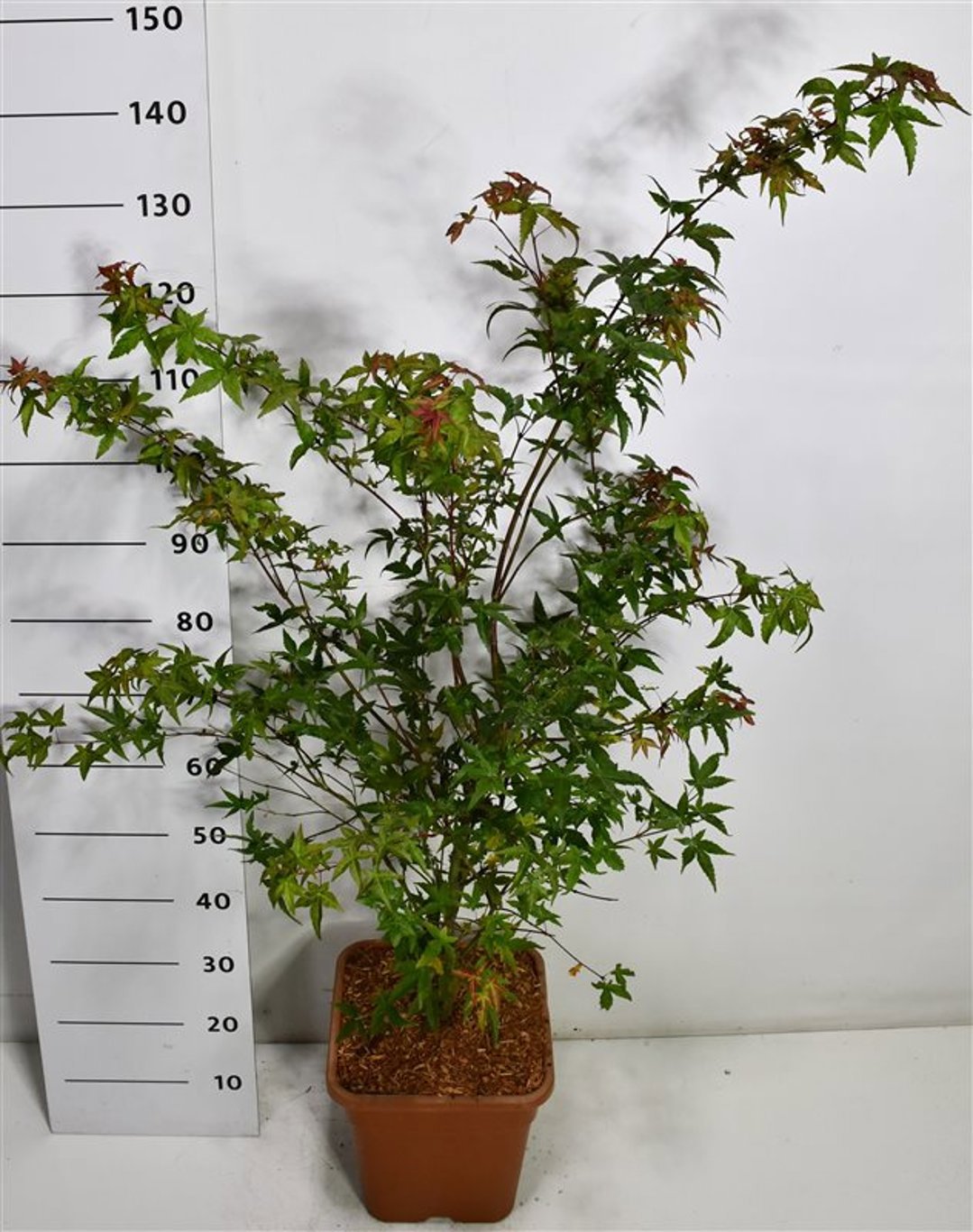 Горшечные цветы и растения оптом Acer Palm Beni-maiko от 1шт из Голландии с доставкой по России