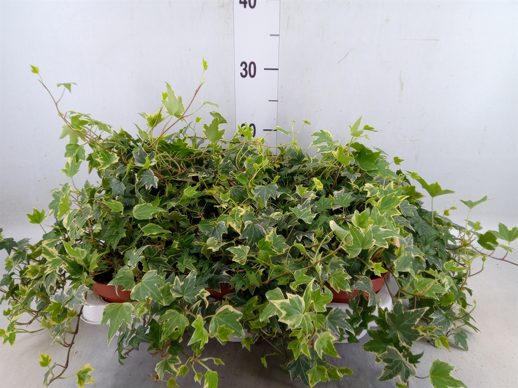 Горшечные цветы и растения оптом Hedera   ...variegated от 6шт из Голландии с доставкой по России