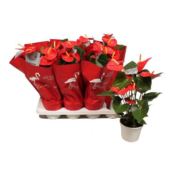 Горшечные цветы и растения оптом Anth An Jambo Red 4+ Deco Sleeve от 6шт из Голландии с доставкой по России