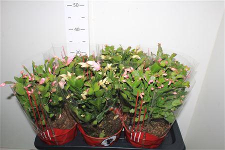 Горшечные цветы и растения оптом Schlumb Ov 70+ от 6шт из Голландии с доставкой по России