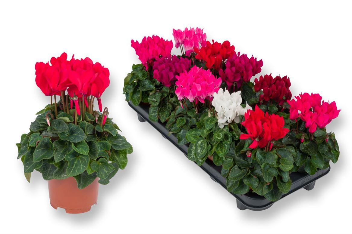Горшечные цветы и растения оптом Cyclamen Compact Mix от 10шт (для телеги) из Голландии с доставкой по России