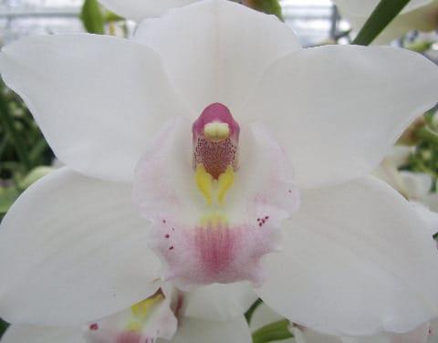 Срезанные цветы оптом Cymbidium white jungfrau dos pueblos от 2шт из Голландии с доставкой по России