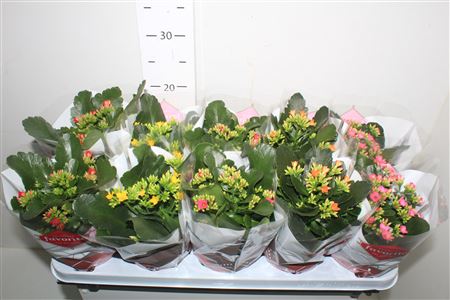 Горшечные цветы и растения оптом Kal Enkel Bloemig Gem 5 Kl от 10шт из Голландии с доставкой по России