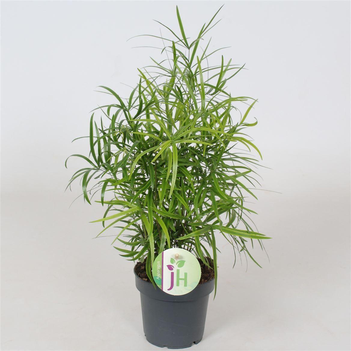 Горшечные цветы и растения оптом Asparagus Falcatus от 10шт из Голландии с доставкой по России
