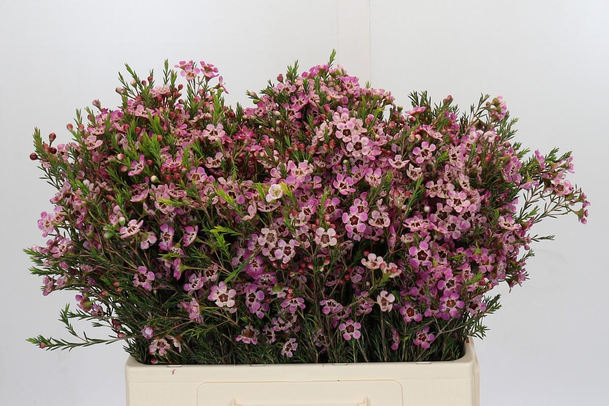 Срезанные цветы оптом Chamelaucium grand adi от 75шт. из Голландии с доставкой по России