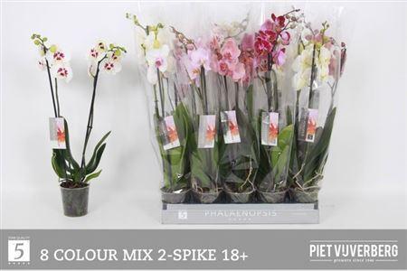 Горшечные цветы и растения оптом Phal Gem 8 Kl 2 Branches 18 Bloemen+ от 10шт из Голландии с доставкой по России