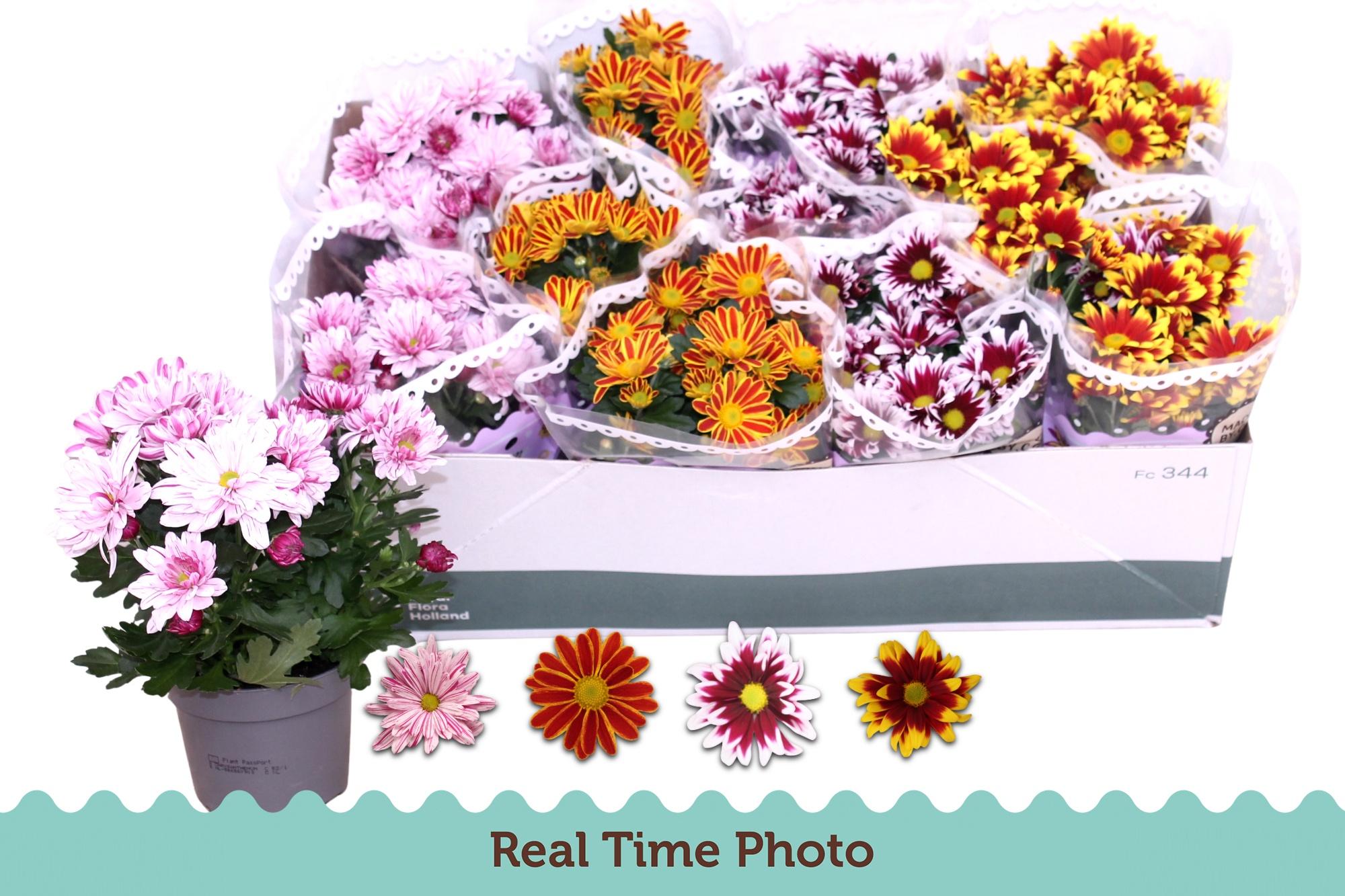 Горшечные цветы и растения оптом Chrys Gem 4 Kl от 12шт из Голландии с доставкой по России