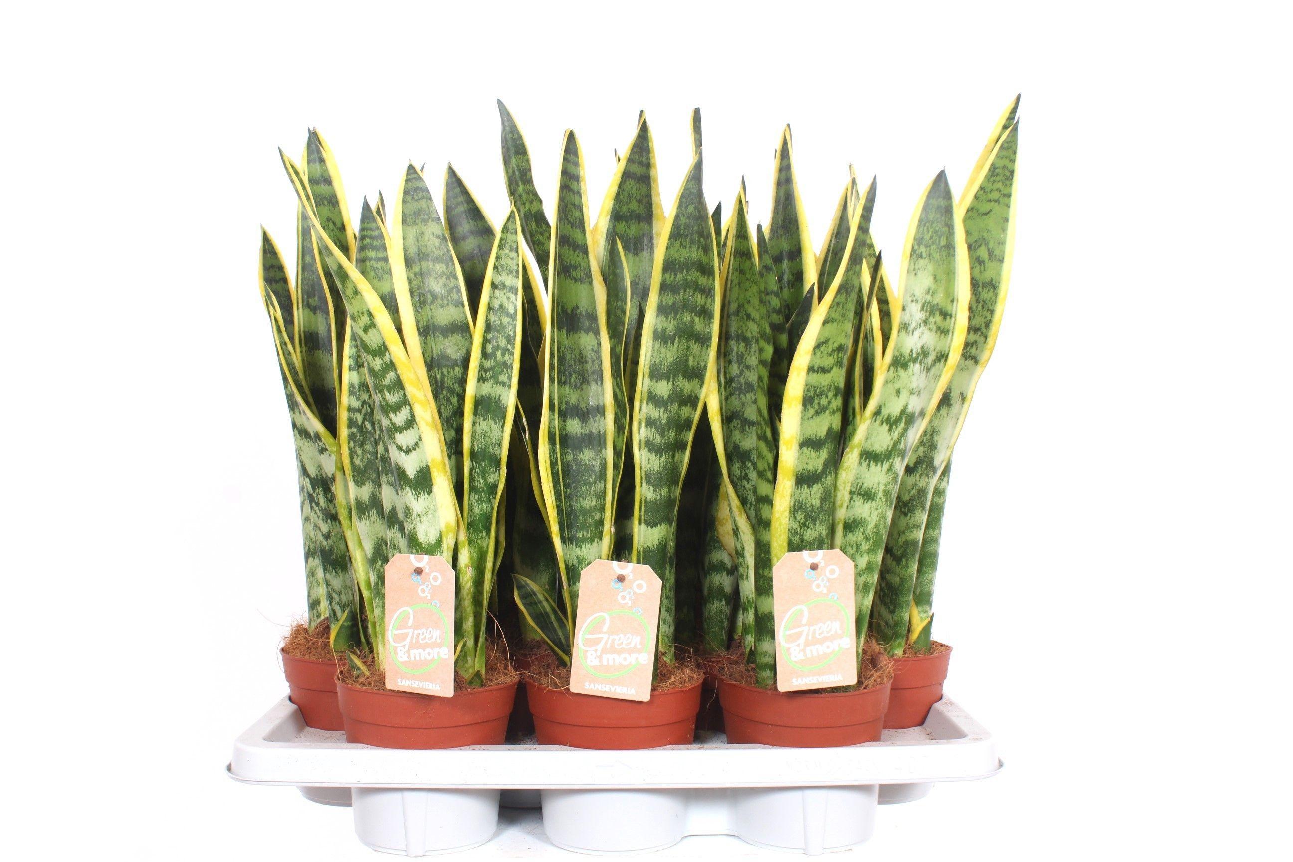Горшечные цветы и растения оптом Sansevieria Laurentii от 7шт из Голландии с доставкой по России