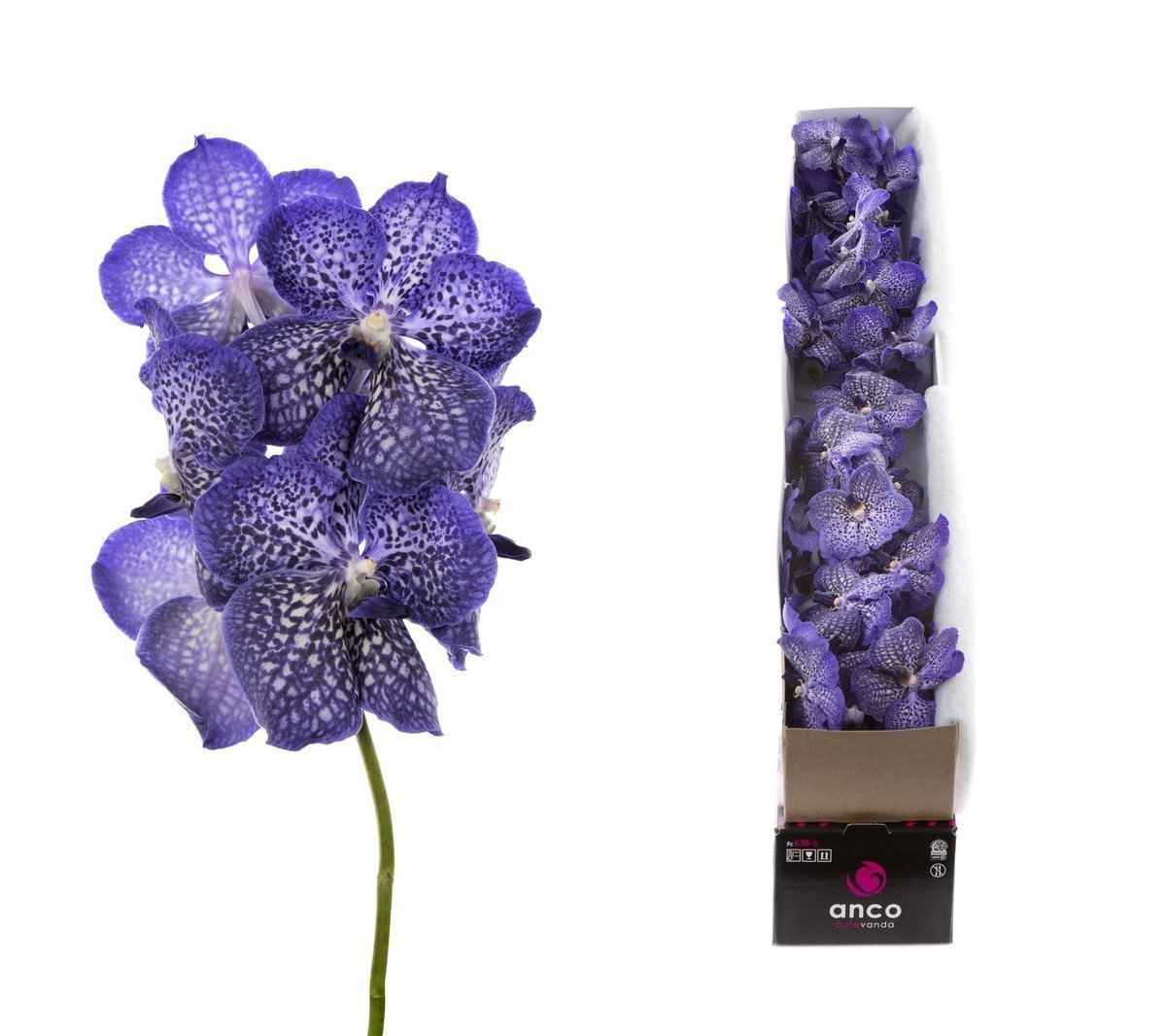 Срезанные цветы оптом Vanda sapphire per stem от 4шт из Голландии с доставкой по России