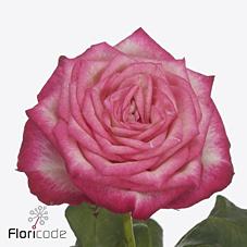 Срезанные цветы оптом Rosa large lovely fairy от 260шт из Голландии с доставкой по России