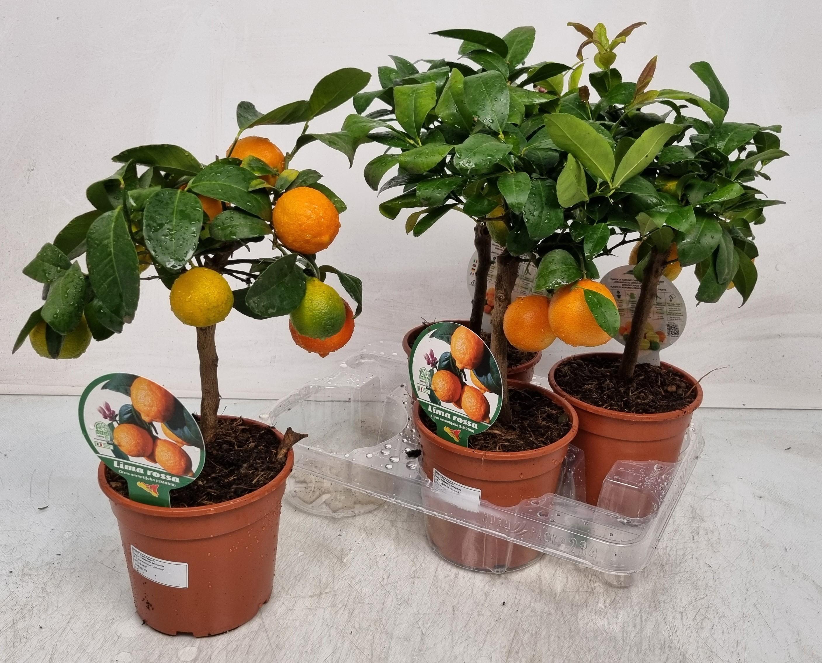Горшечные цветы и растения оптом Citr Limetta от 4шт (для телеги) из Голландии с доставкой по России