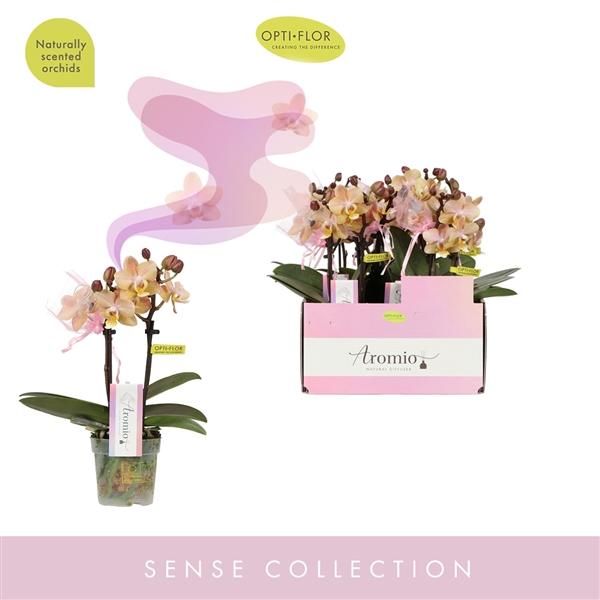 Горшечные цветы и растения оптом Phal 2st Aromio Honey 10+ (opti) от 8шт (для телеги) из Голландии с доставкой по России