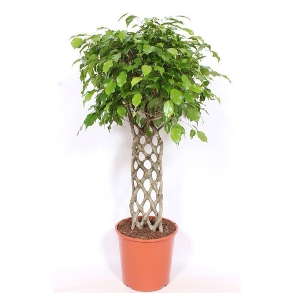 Горшечные цветы и растения оптом Ficus Be Exotica Mat от 1шт из Голландии с доставкой по России