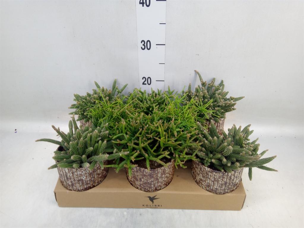 Горшечные цветы и растения оптом Rhipsalis   ...mix от 8шт (для телеги) из Голландии с доставкой по России