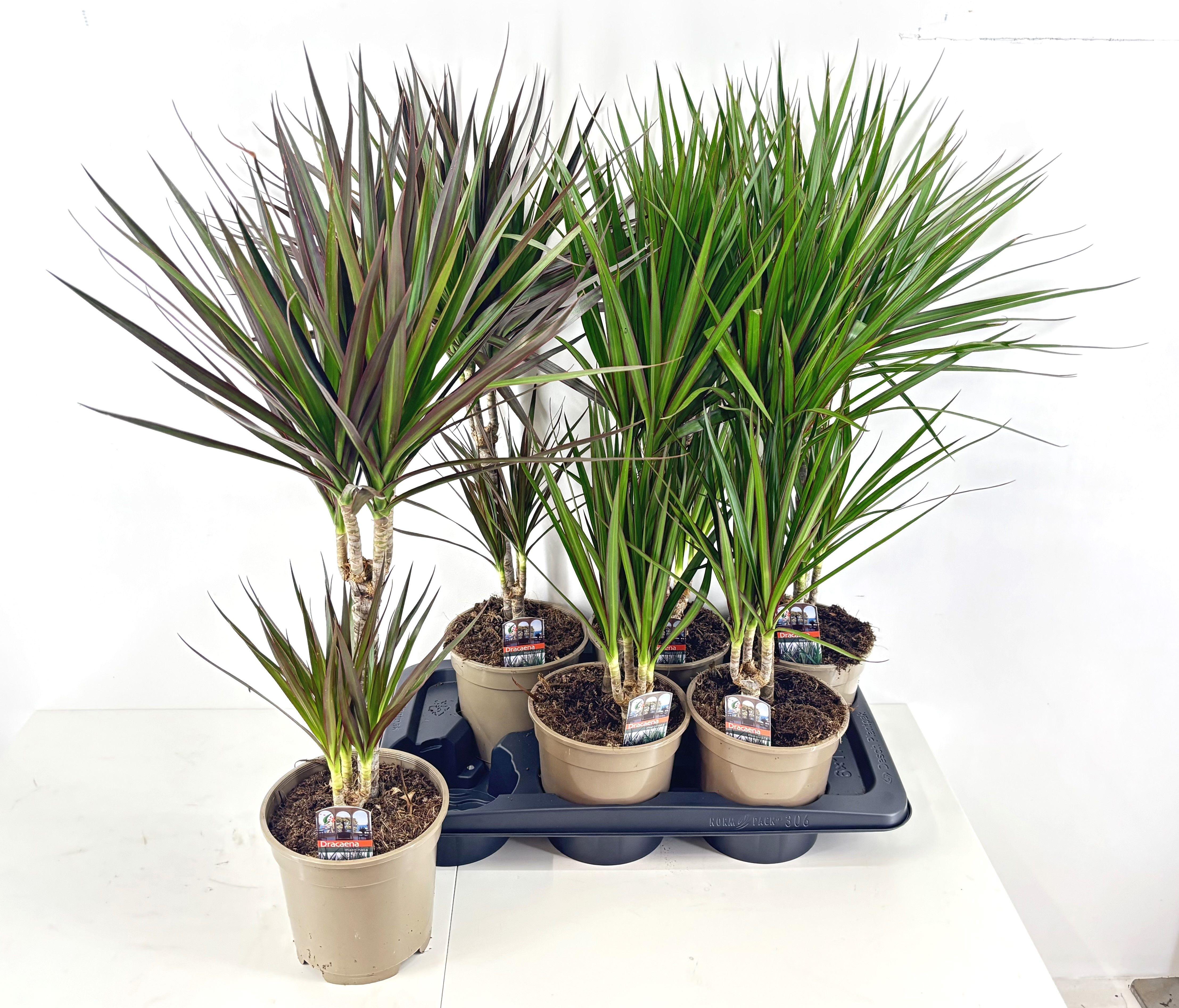 Горшечные цветы и растения оптом Dra Gem от 6шт из Голландии с доставкой по России