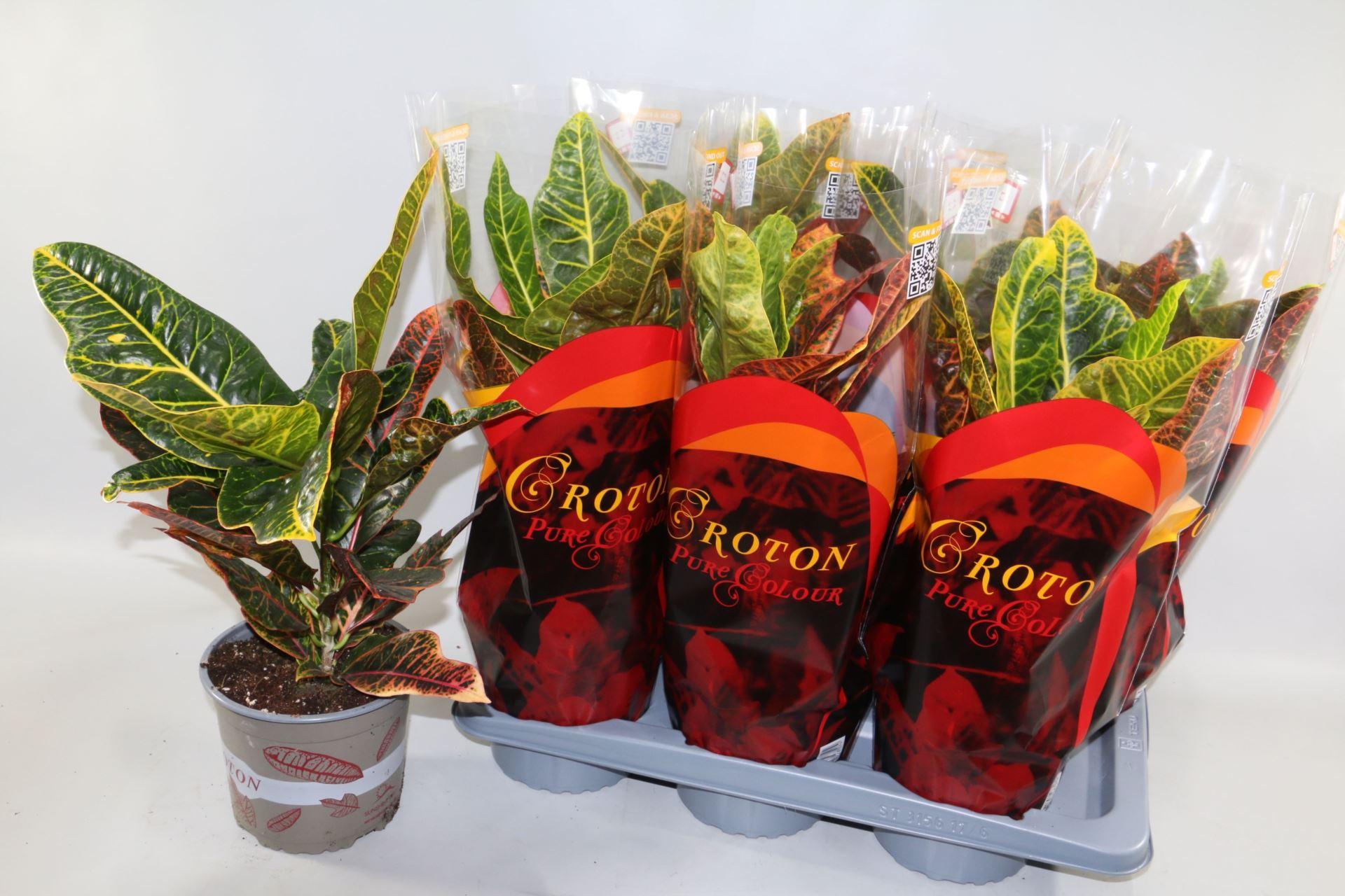 Горшечные цветы и растения оптом Croton Excellent 17cm In Design Hoessunshiners® от 6шт из Голландии с доставкой по России