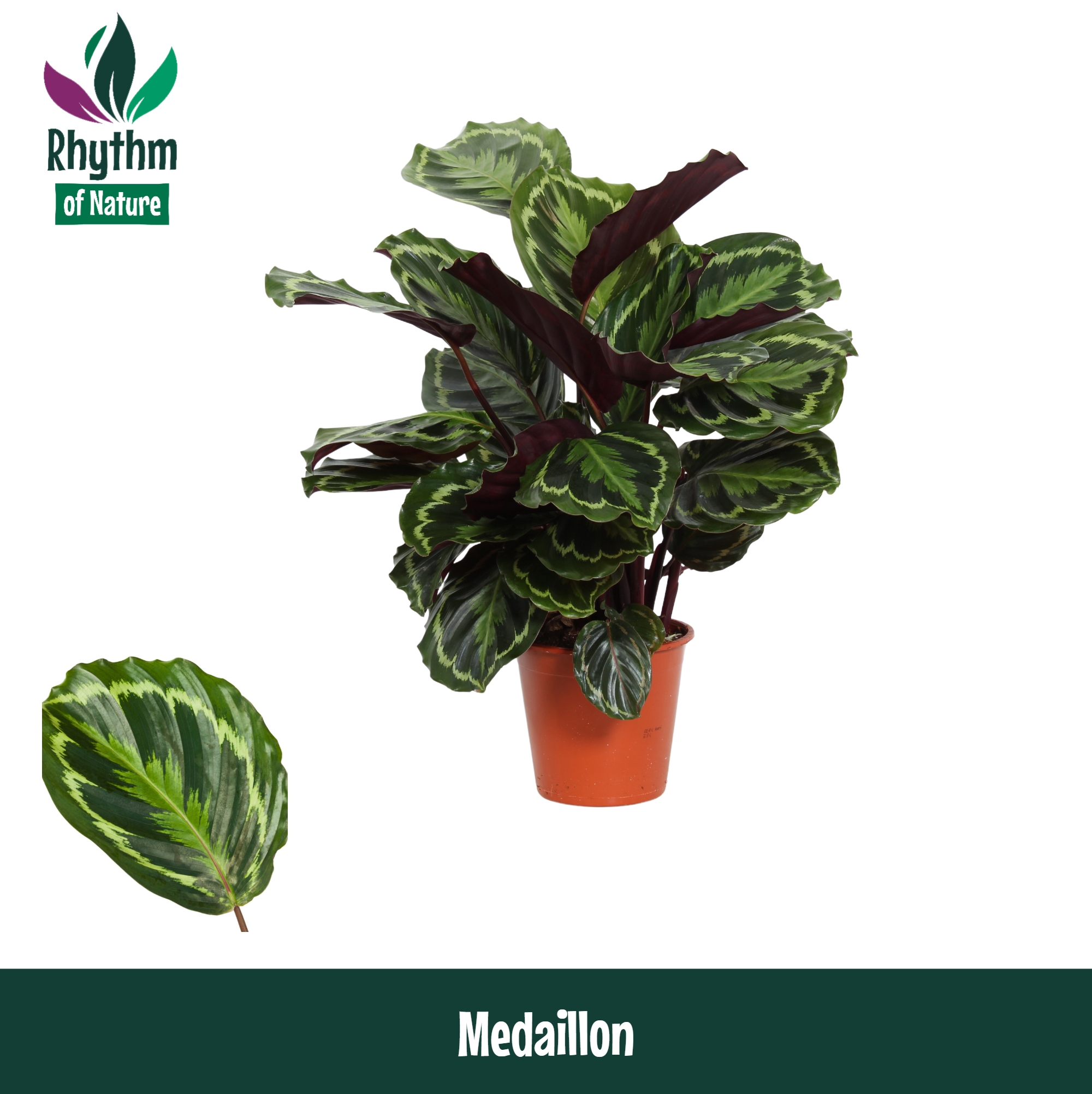 Горшечные цветы и растения оптом Calathea Medaillon (rhythm Of Nature) от 1шт из Голландии с доставкой по России