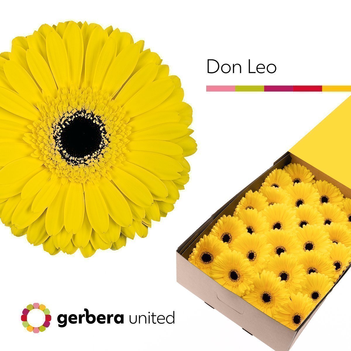 Срезанные цветы оптом Gerbera don leo от 50шт из Голландии с доставкой по России