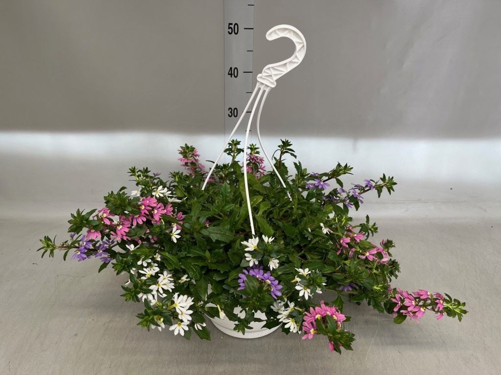 Горшечные цветы и растения оптом Scaevola Aemula от 1шт из Голландии с доставкой по России