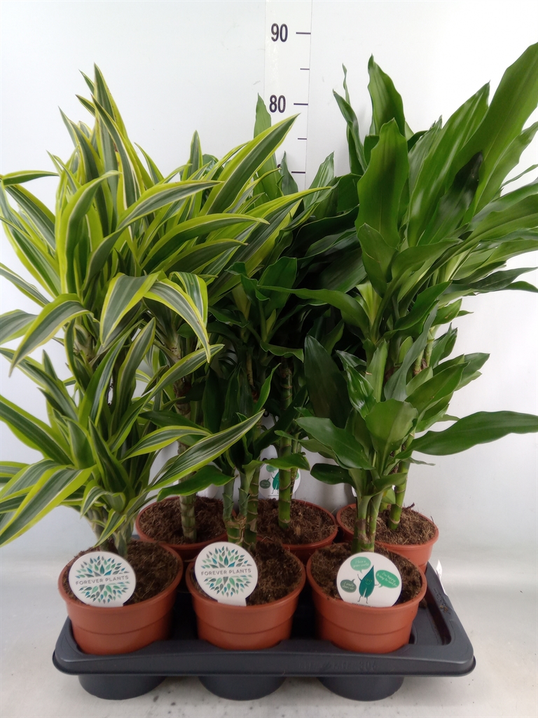 Горшечные цветы и растения оптом Dracaena Fr De   ... от 6шт из Голландии с доставкой по России