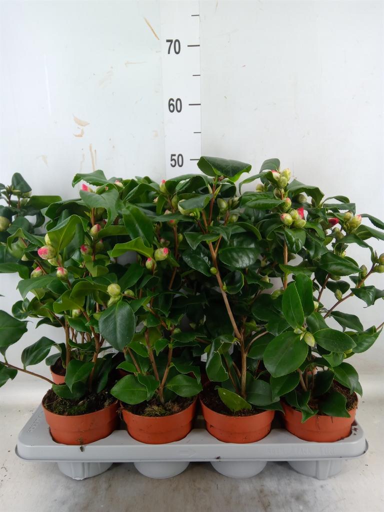 Горшечные цветы и растения оптом Camellia ...mix 3 от 8шт из Голландии с доставкой по России Горшечные цветы и растения оптом Camellia ...mix 3 от 8шт из Голландии с доставкой по России