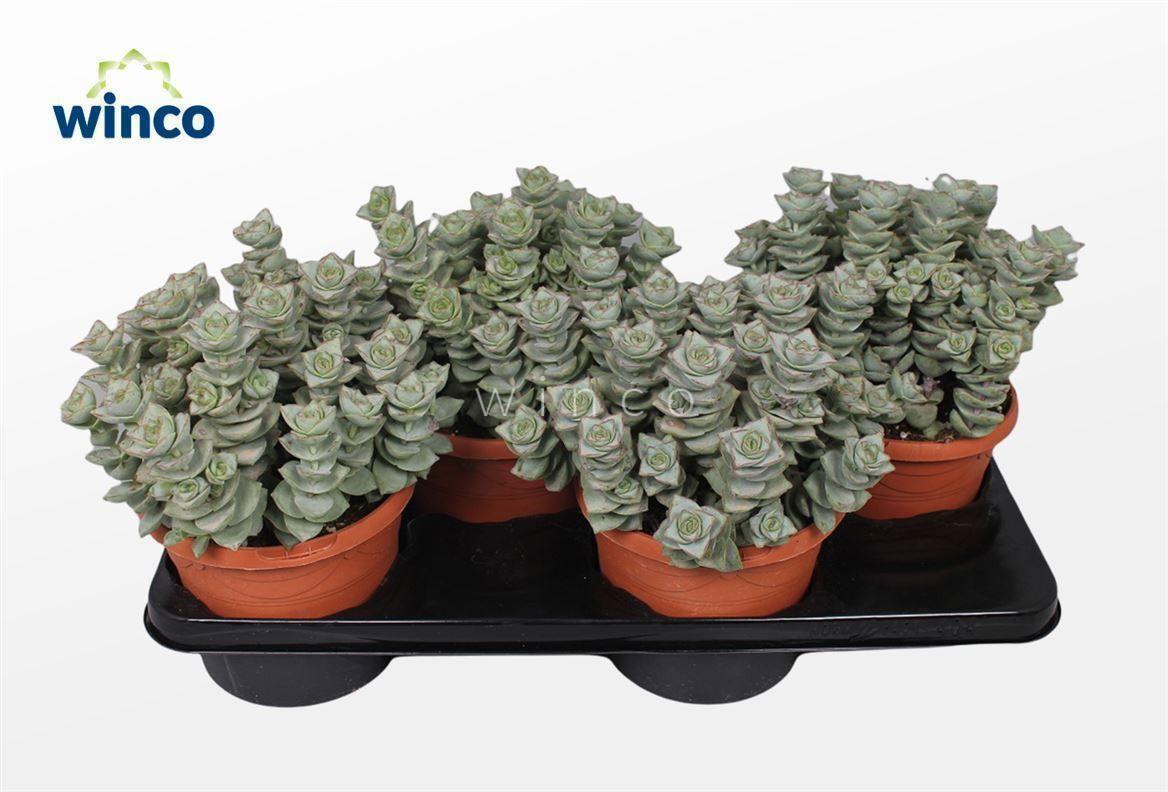 Горшечные цветы и растения оптом Crassula Perforata Azul от 4шт из Голландии с доставкой по России