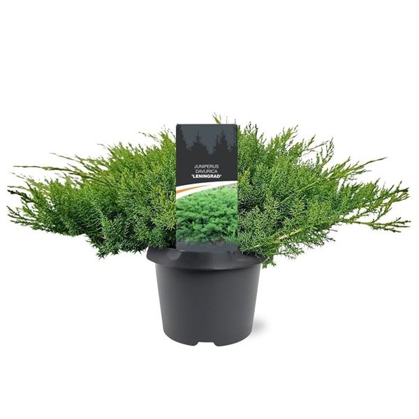 Горшечные цветы и растения оптом Juniperus Davurica Leningrad от 1шт из Голландии с доставкой по России