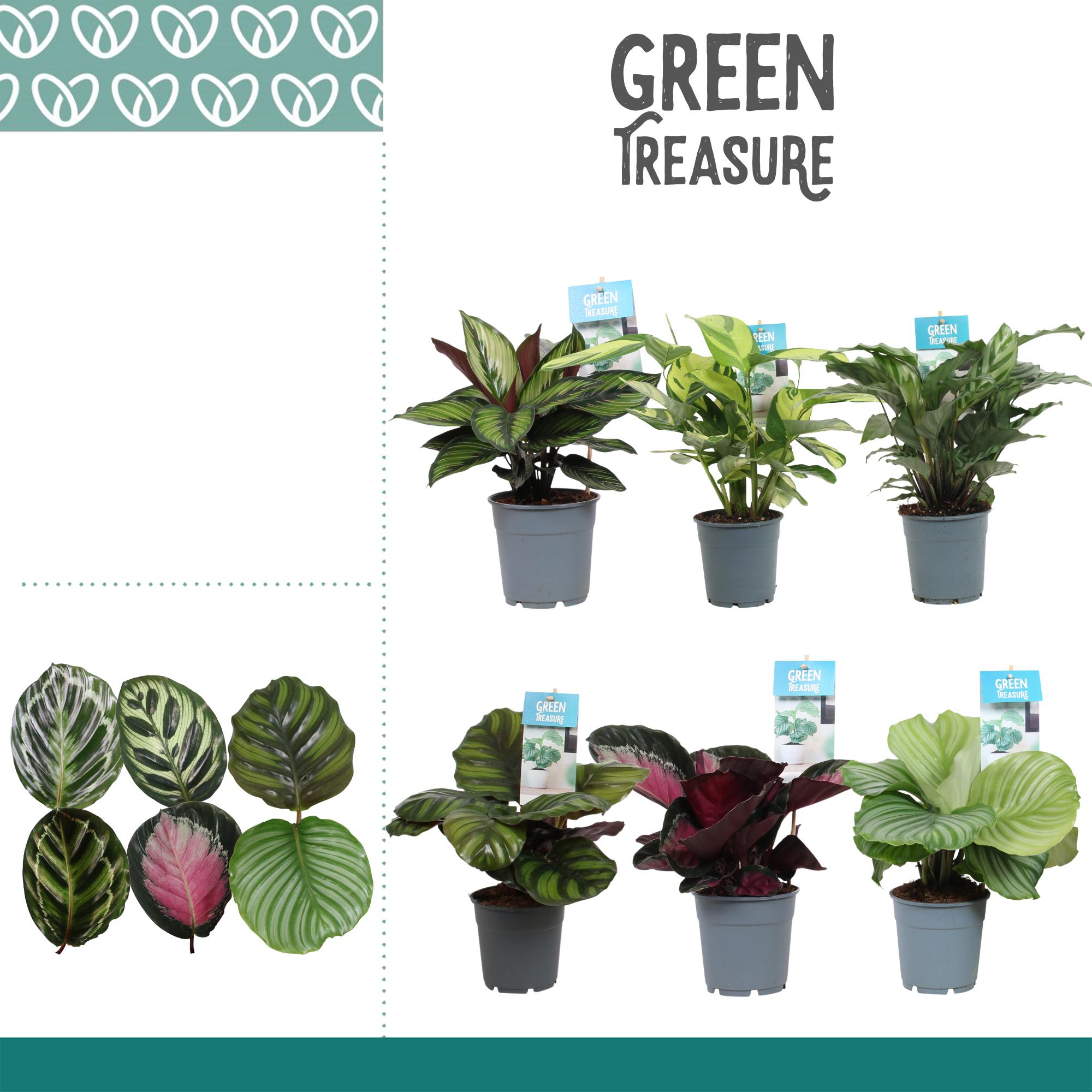 Горшечные цветы и растения оптом Calathea Mix Exclusive от 6шт из Голландии с доставкой по России